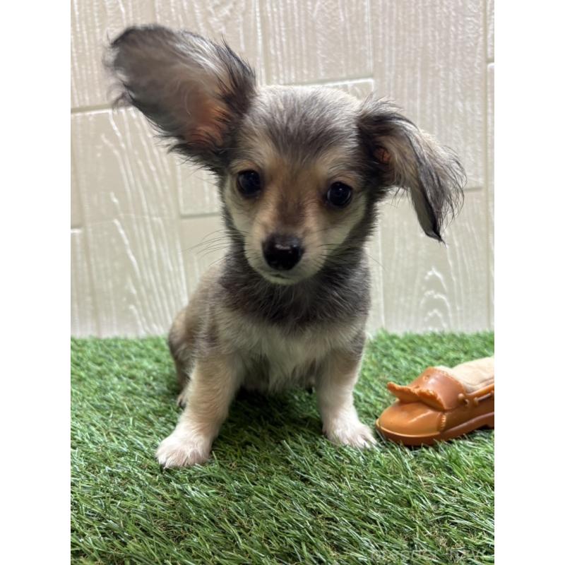 販売中の愛知県のチワックス:チワワ×ミニチュアダックスフンド-430981の7枚目