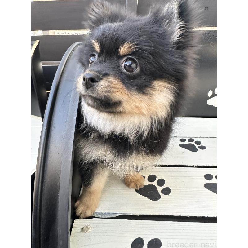 販売中の福岡県のミックス犬-435781