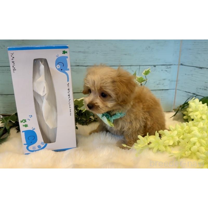 販売中の埼玉県のマルプー:マルチーズ×トイプードル-445941の8枚目