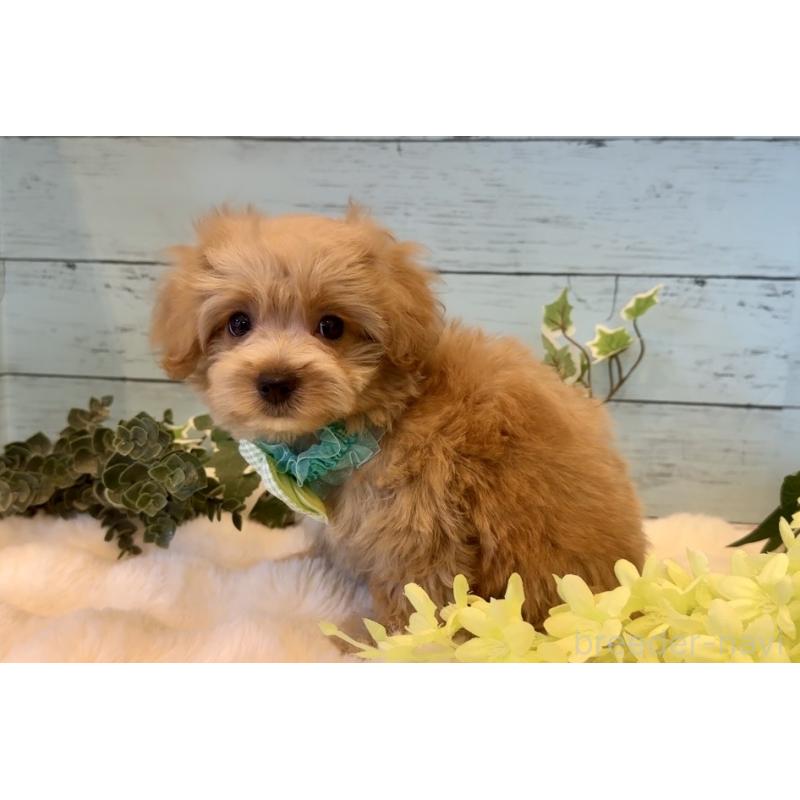 販売中の埼玉県のマルプー:マルチーズ×トイプードル-445941の6枚目