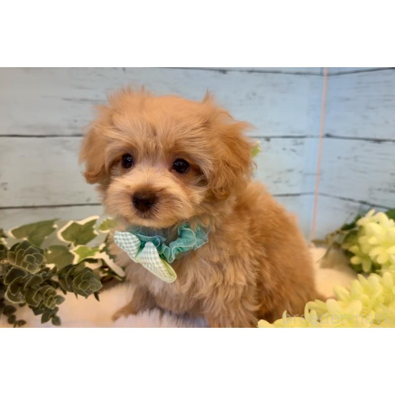 販売中の埼玉県のマルプー:マルチーズ×トイプードル-445941の3枚目