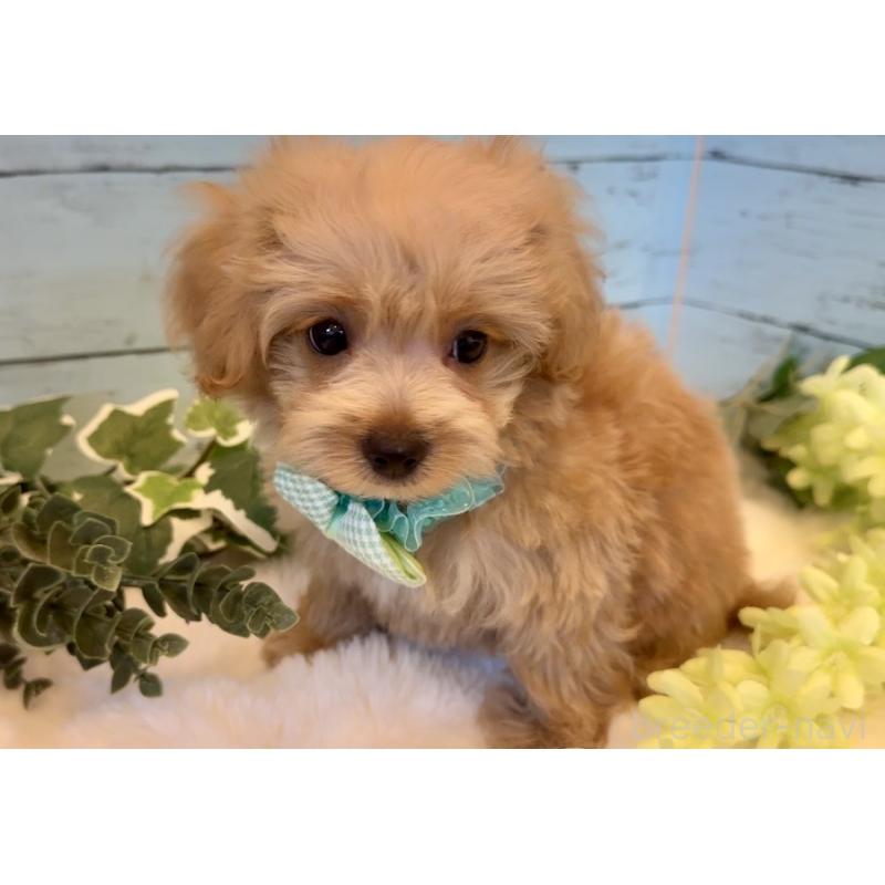 販売中の埼玉県のマルプー:マルチーズ×トイプードル-445941の2枚目