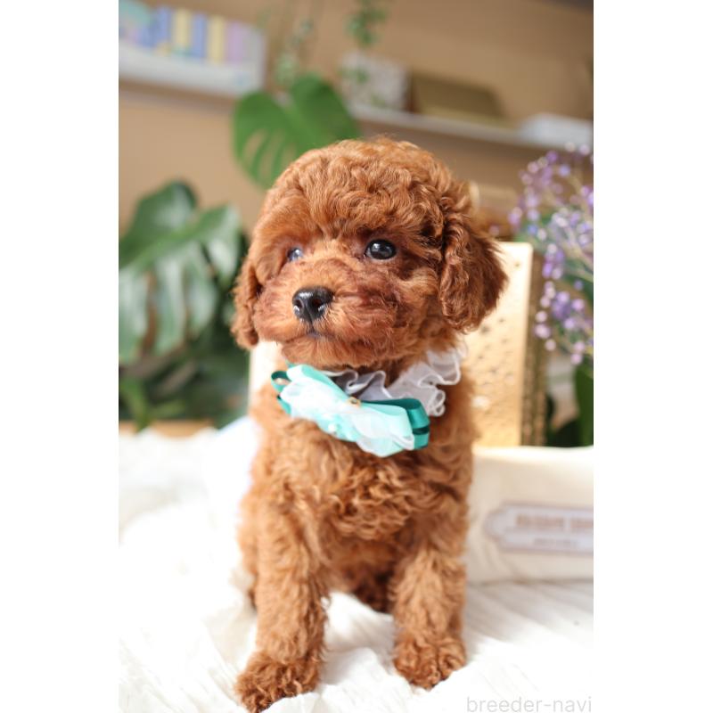 販売中の奈良県のトイプードル-445943の5枚目