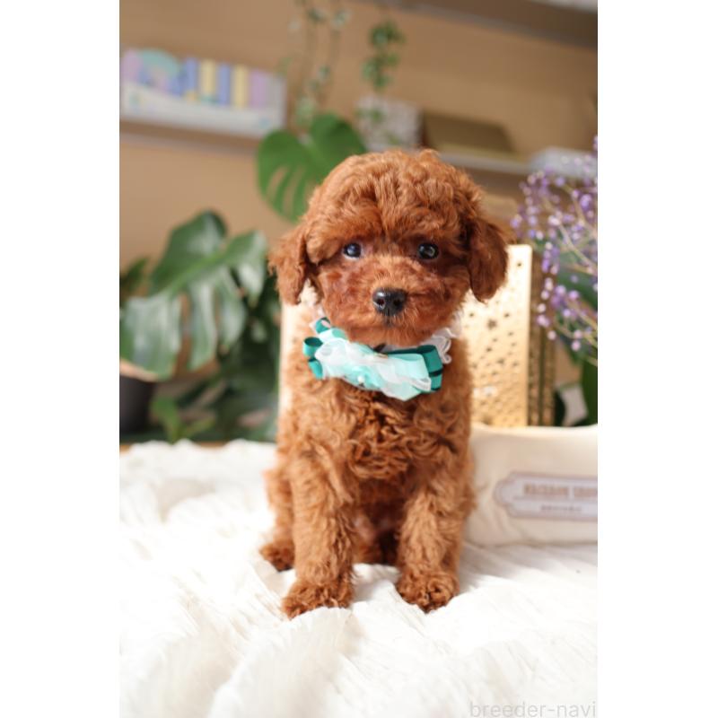 販売中の奈良県のトイプードル-445943の4枚目