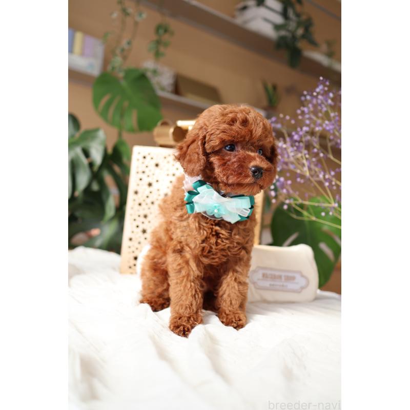 販売中の奈良県のトイプードル-445943の3枚目