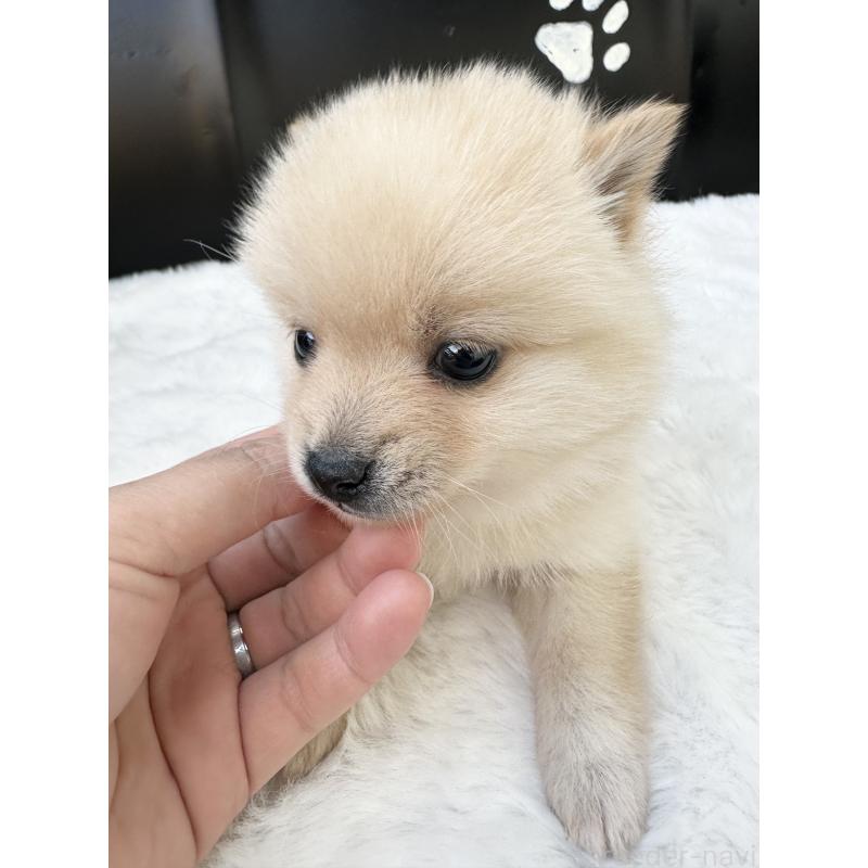 販売中の福岡県のミックス犬-439267の11枚目