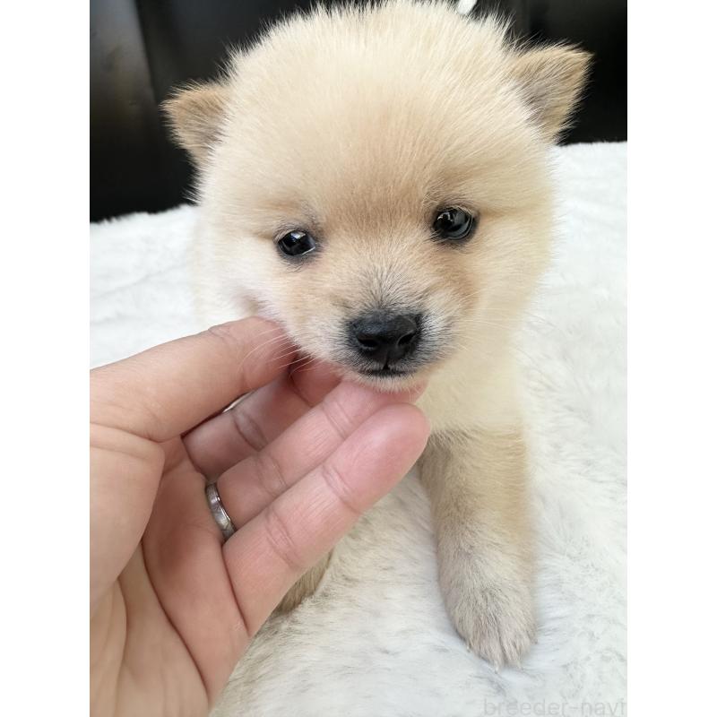 販売中の福岡県のミックス犬-439267の10枚目