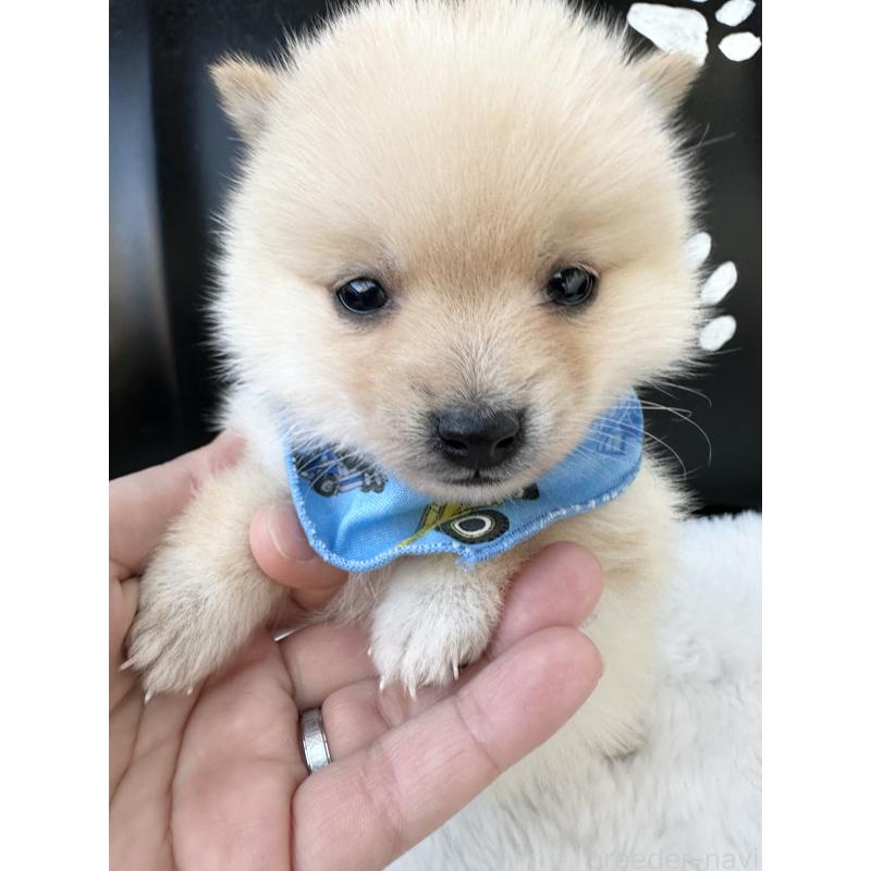 販売中の福岡県のミックス犬-439267の9枚目