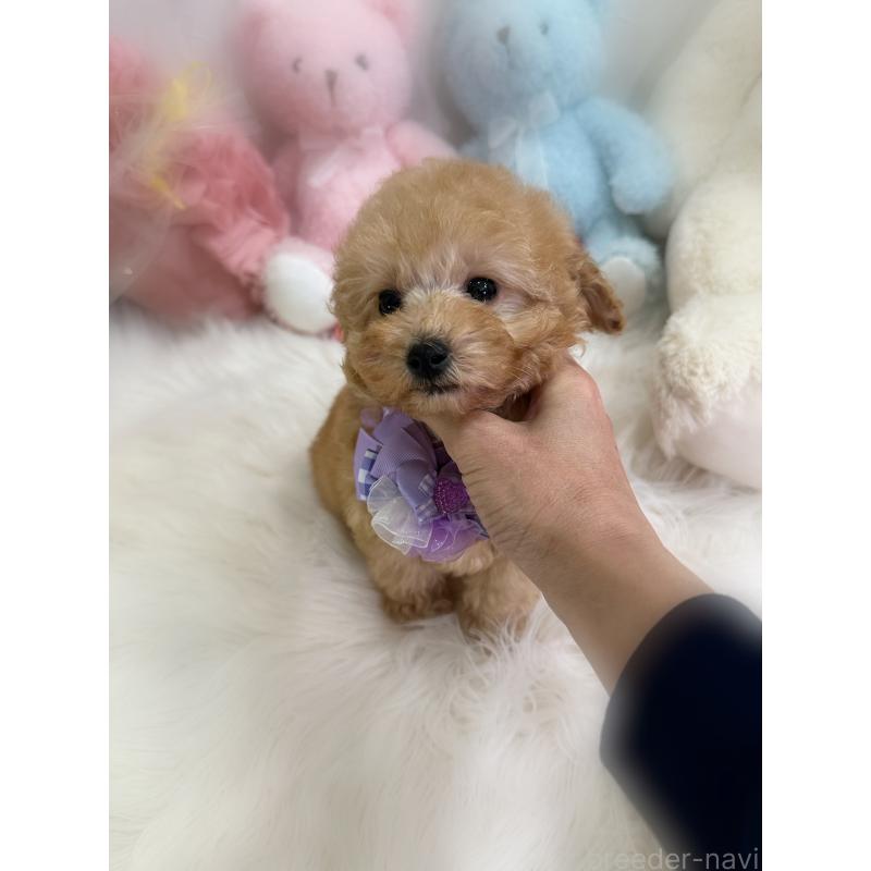 販売中の香川県のトイプードル-437524の4枚目
