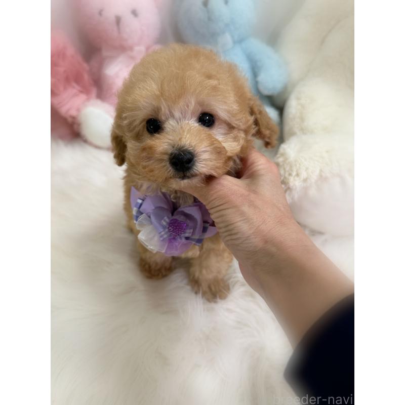 販売中の香川県のトイプードル-437524の3枚目