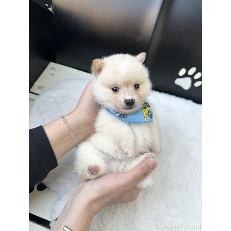 販売中の福岡県のミックス犬-439265