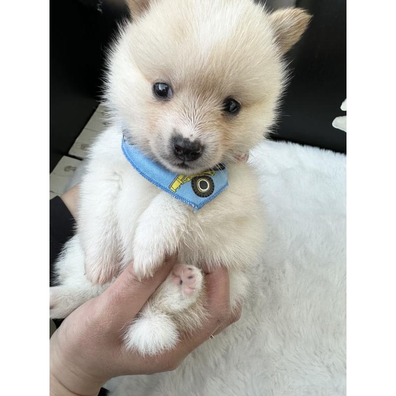 商談中の福岡県のミックス犬-439265の8枚目