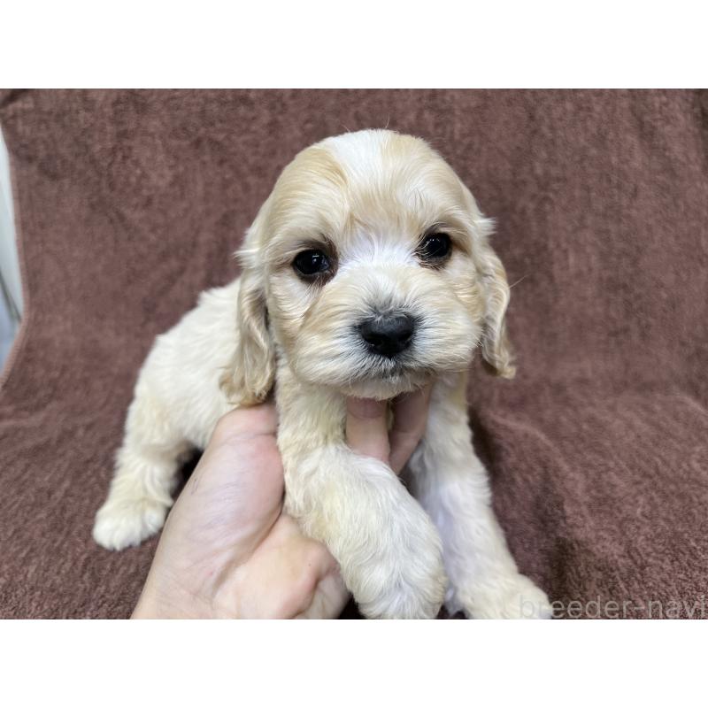 販売中の茨城県のコッカプー:アメリカンコッカースパニエル×トイプードル-445944の14枚目