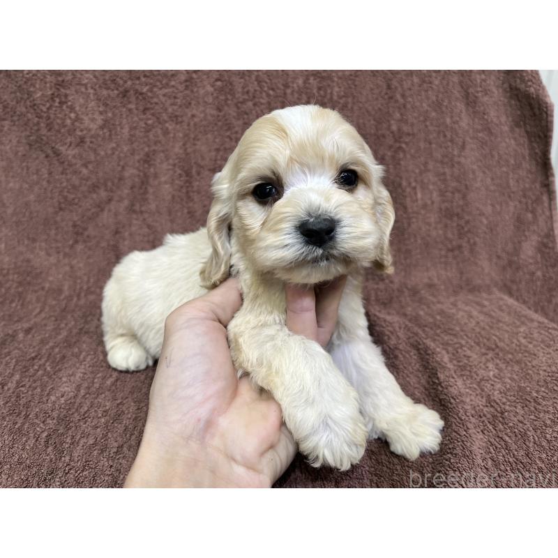 販売中の茨城県のコッカプー:アメリカンコッカースパニエル×トイプードル-445944の13枚目