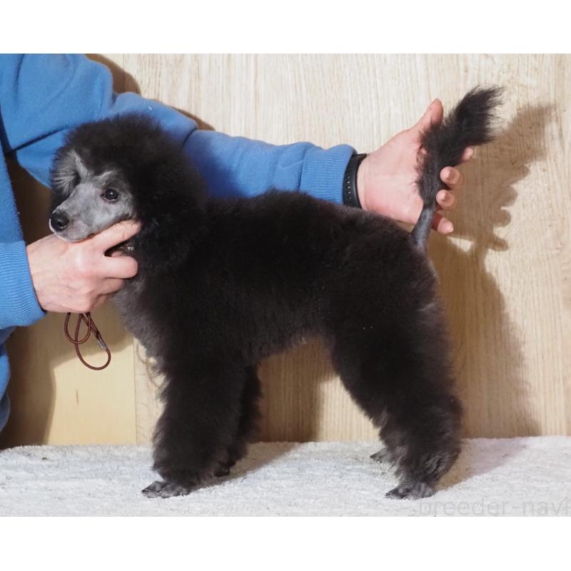 販売中の山梨県のトイプードル-434393の8枚目