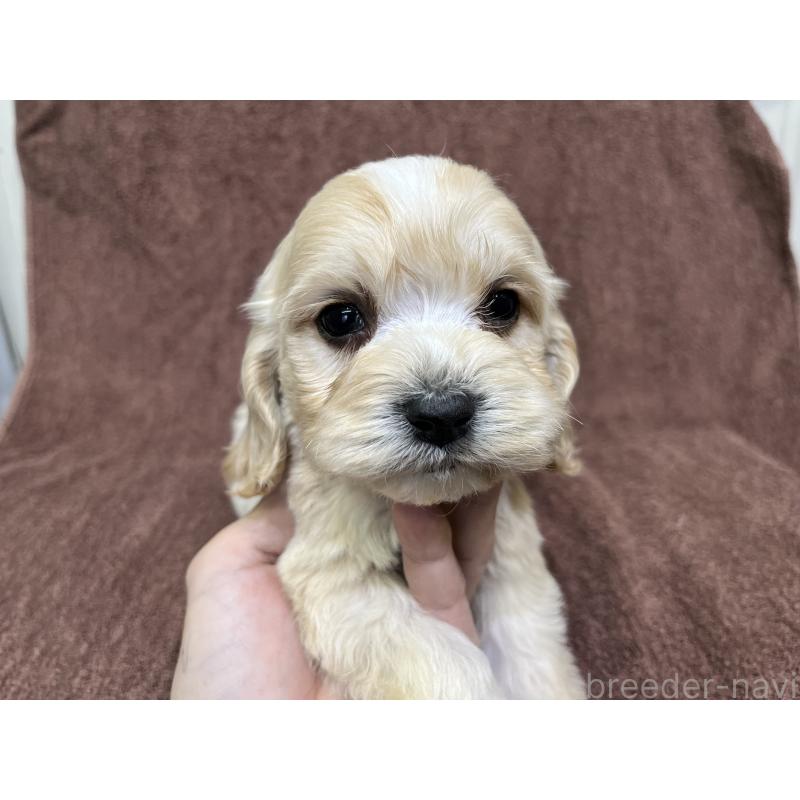 販売中の茨城県のコッカプー:アメリカンコッカースパニエル×トイプードル-445944の11枚目