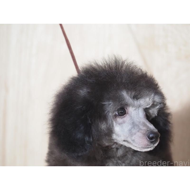 販売中の山梨県のトイプードル-434393の7枚目