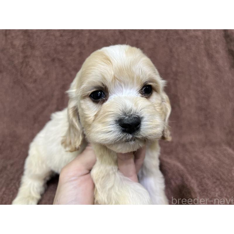 販売中の茨城県のコッカプー:アメリカンコッカースパニエル×トイプードル-445944の10枚目