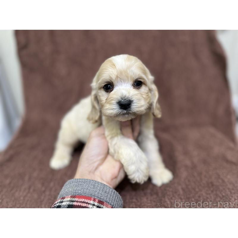 販売中の茨城県のコッカプー:アメリカンコッカースパニエル×トイプードル-445944の9枚目