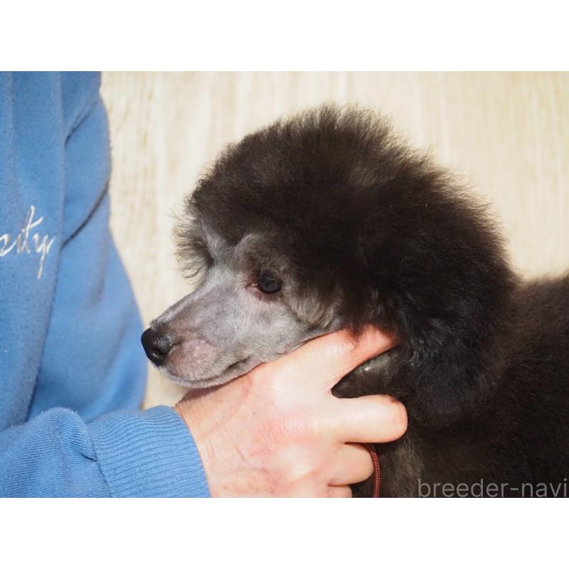 販売中の山梨県のトイプードル-434393の5枚目