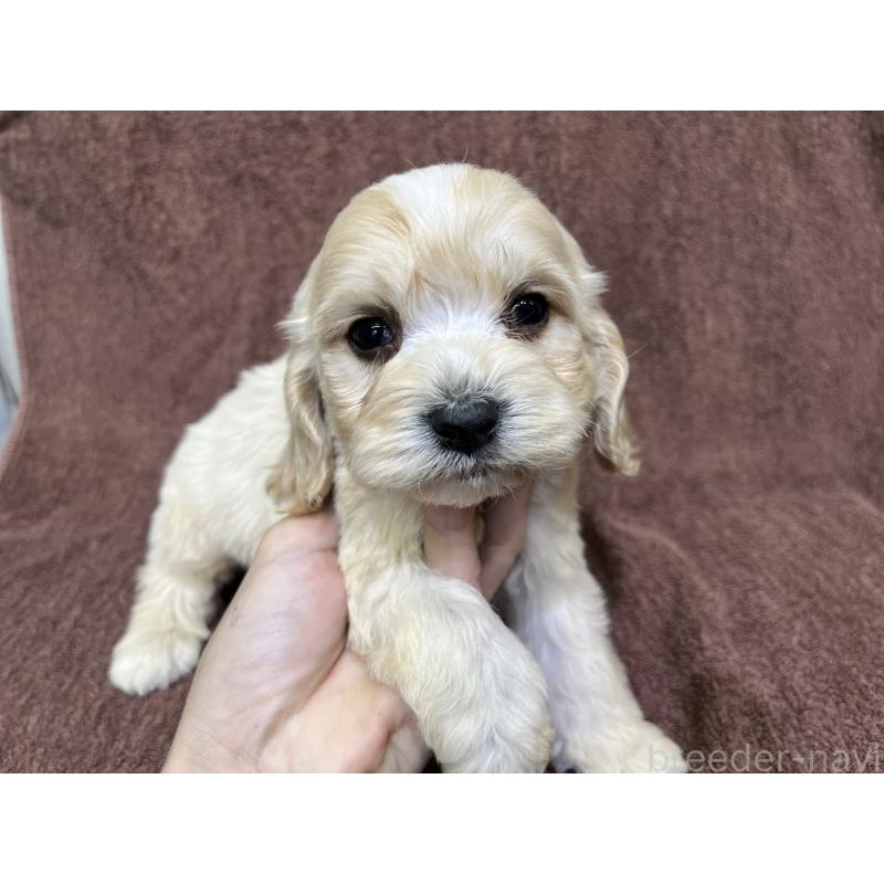 販売中の茨城県のコッカプー:アメリカンコッカースパニエル×トイプードル-445944の8枚目