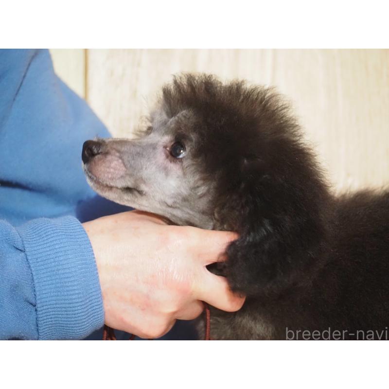 販売中の山梨県のトイプードル-434393の4枚目