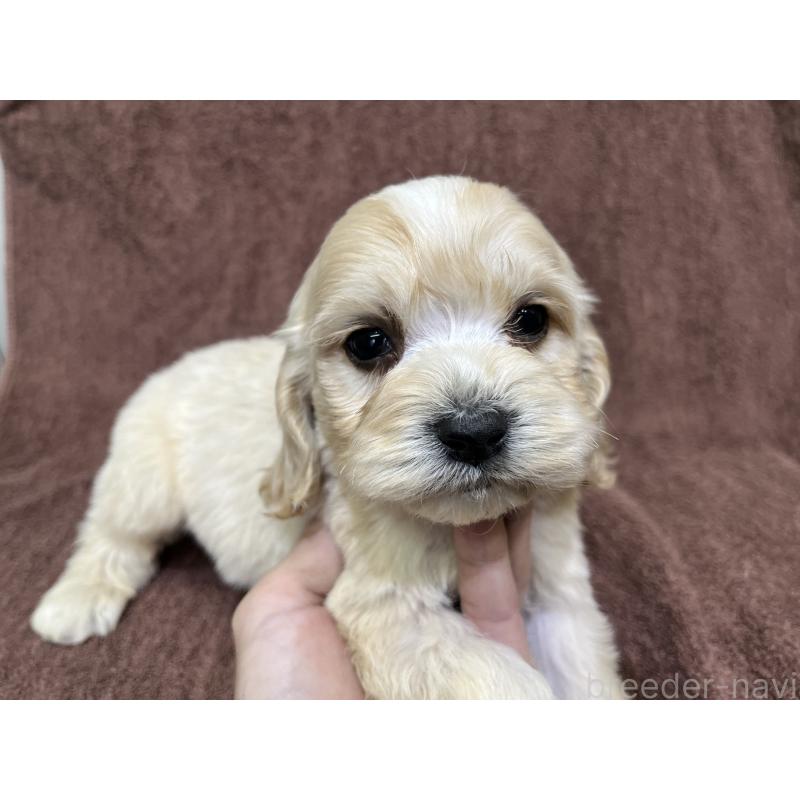 販売中の茨城県のコッカプー:アメリカンコッカースパニエル×トイプードル-445944の7枚目