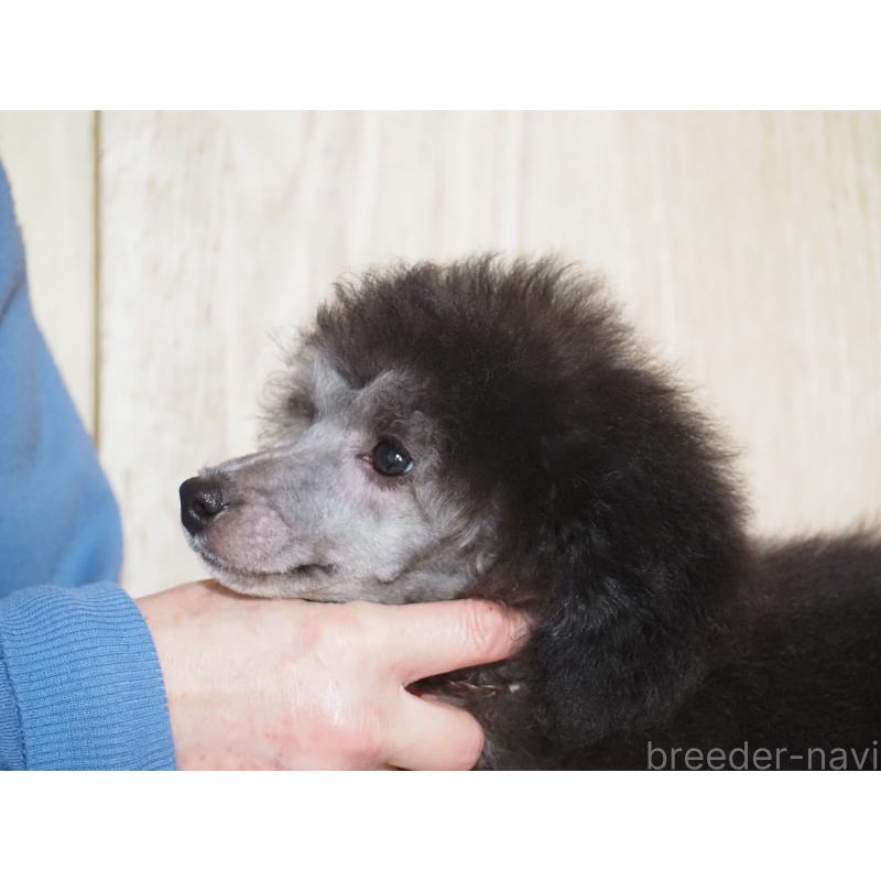 販売中の山梨県のトイプードル-434393の3枚目