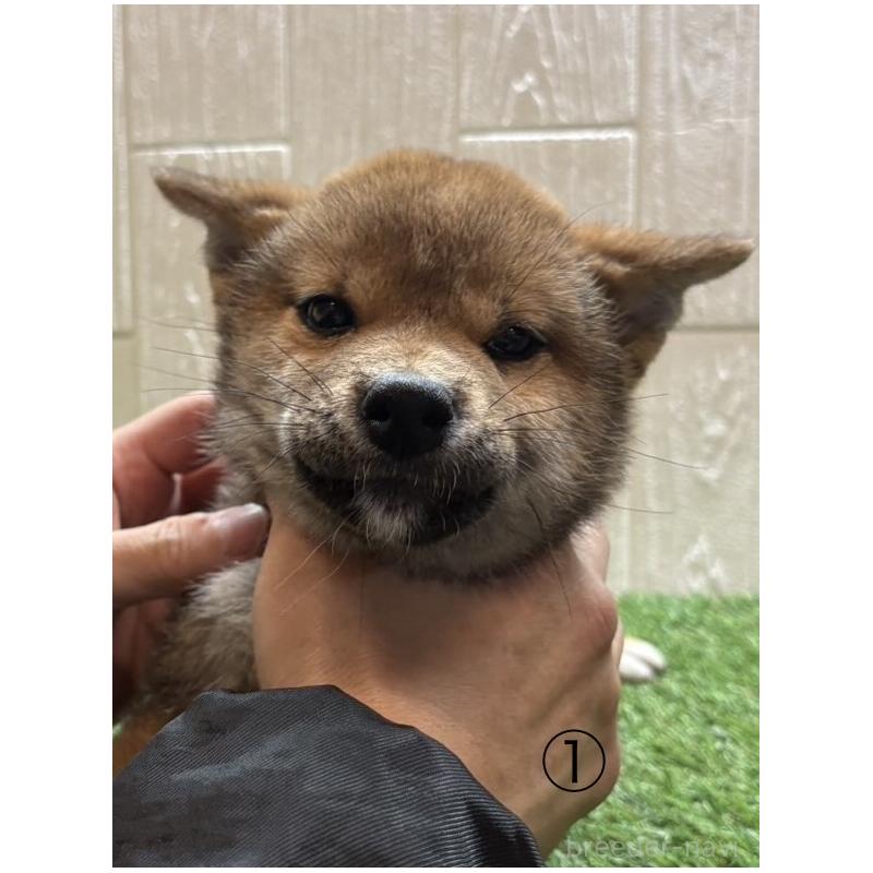 販売中の愛知県の柴犬-430894の6枚目