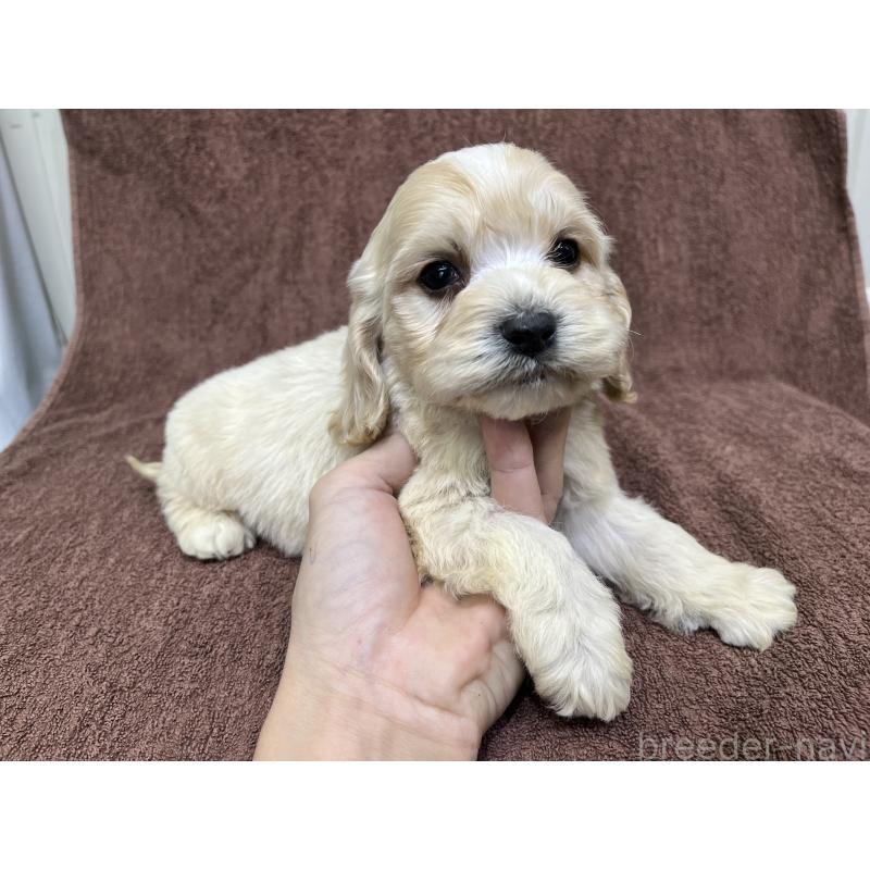 販売中の茨城県のコッカプー:アメリカンコッカースパニエル×トイプードル-445944の5枚目