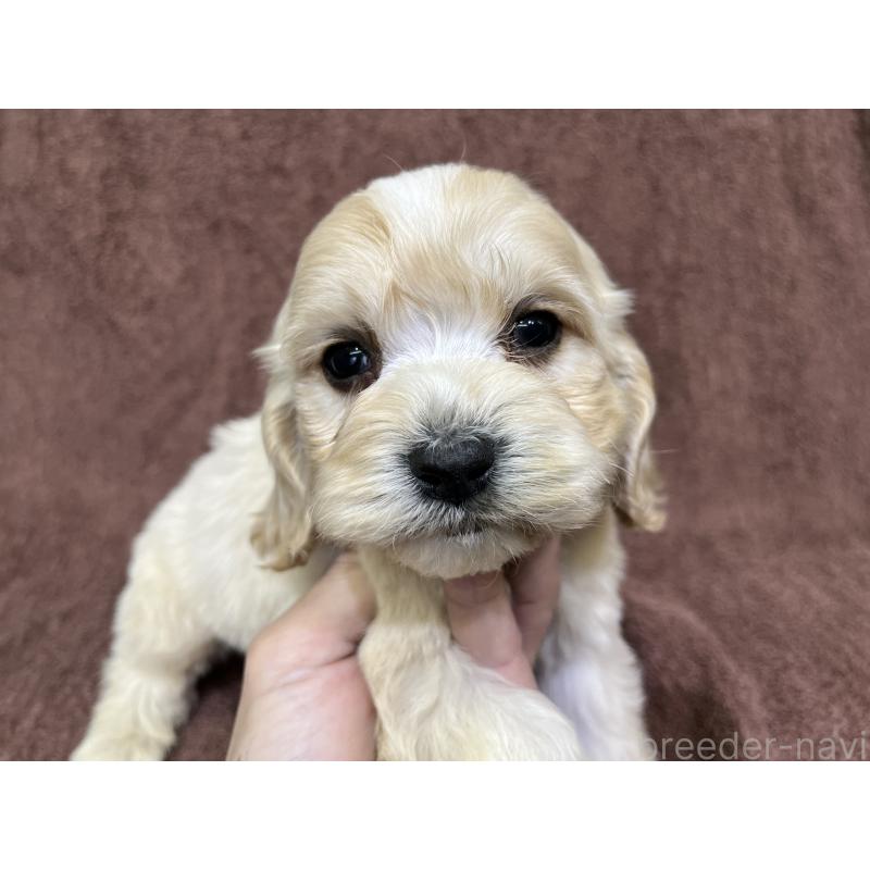 販売中の茨城県のコッカプー:アメリカンコッカースパニエル×トイプードル-445944の4枚目