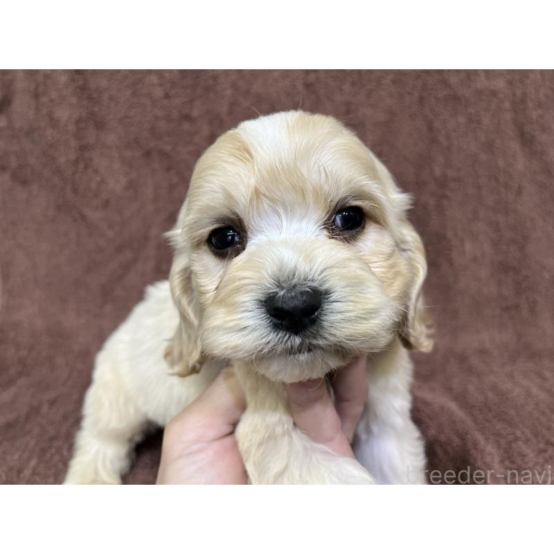 販売中の茨城県のコッカプー:アメリカンコッカースパニエル×トイプードル-445944の3枚目
