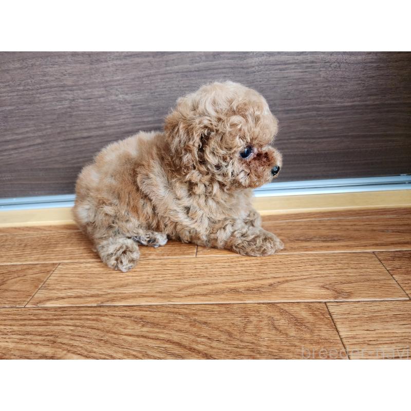 販売中の埼玉県のティーカッププードル-445945の2枚目