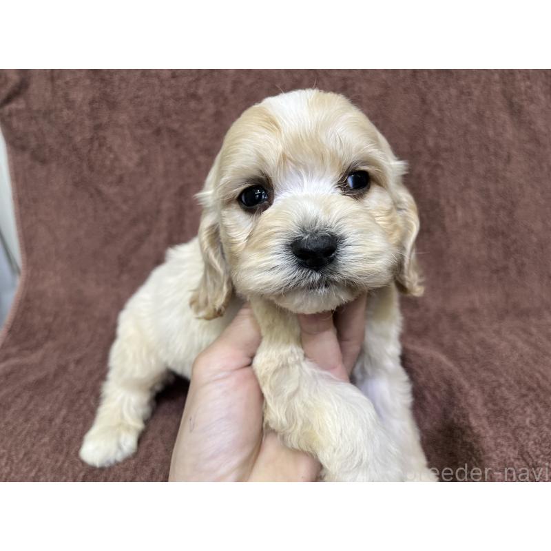 販売中の茨城県のコッカプー:アメリカンコッカースパニエル×トイプードル-445944の2枚目