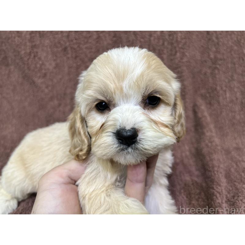 販売中の茨城県のコッカプー:アメリカンコッカースパニエル×トイプードル-445947の16枚目