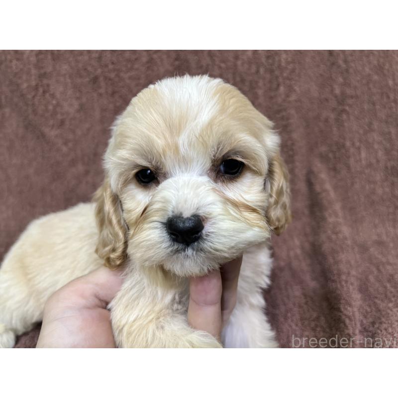 販売中の茨城県のコッカプー:アメリカンコッカースパニエル×トイプードル-445947の15枚目