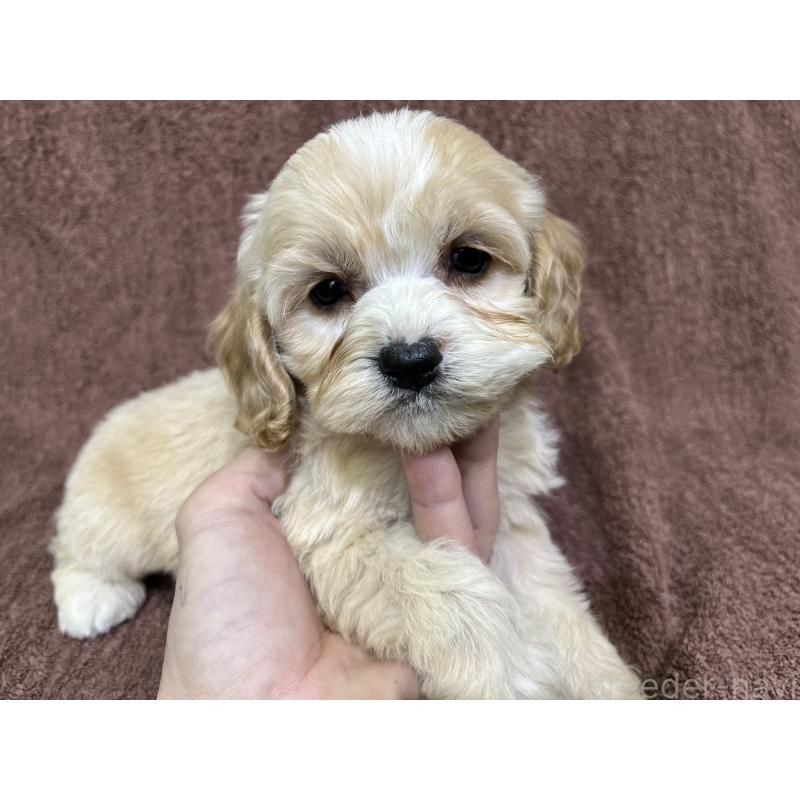 販売中の茨城県のコッカプー:アメリカンコッカースパニエル×トイプードル-445947の13枚目