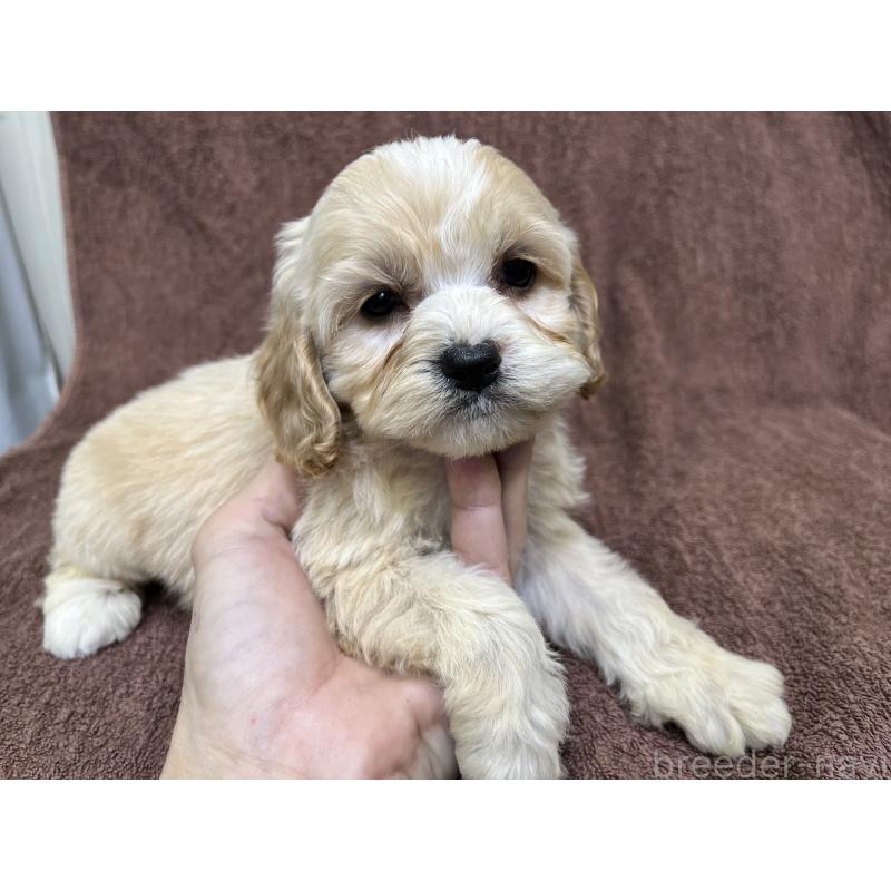 販売中の茨城県のコッカプー:アメリカンコッカースパニエル×トイプードル-445947の12枚目