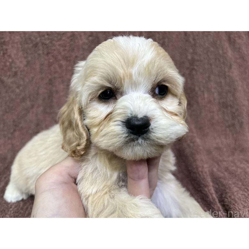 販売中の茨城県のコッカプー:アメリカンコッカースパニエル×トイプードル-445947の11枚目