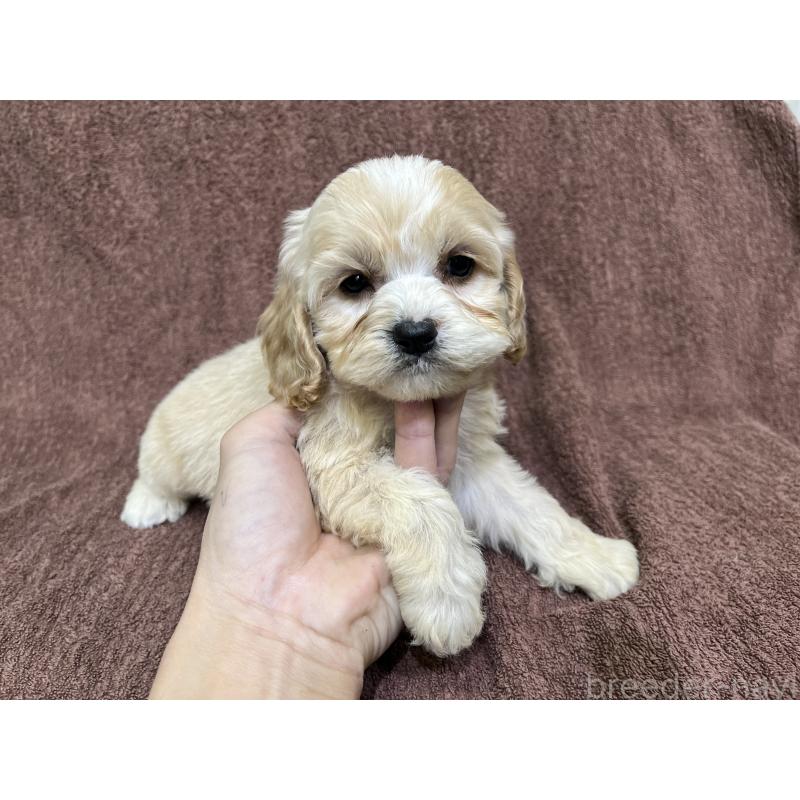 販売中の茨城県のコッカプー:アメリカンコッカースパニエル×トイプードル-445947の10枚目