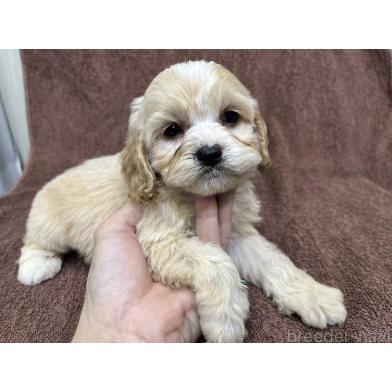 販売中の茨城県のコッカプー:アメリカンコッカースパニエル×トイプードル-445947の9枚目