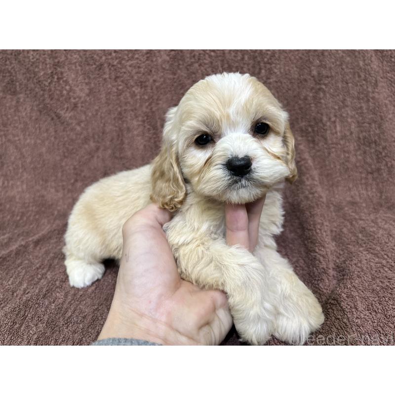 販売中の茨城県のコッカプー:アメリカンコッカースパニエル×トイプードル-445947の8枚目