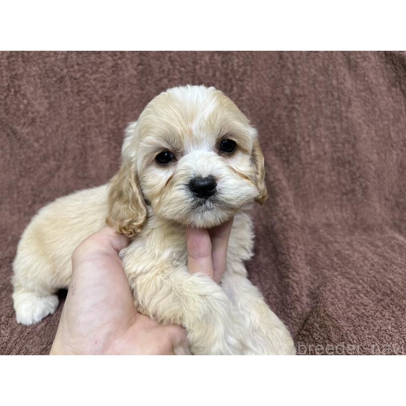 販売中の茨城県のコッカプー:アメリカンコッカースパニエル×トイプードル-445947の7枚目