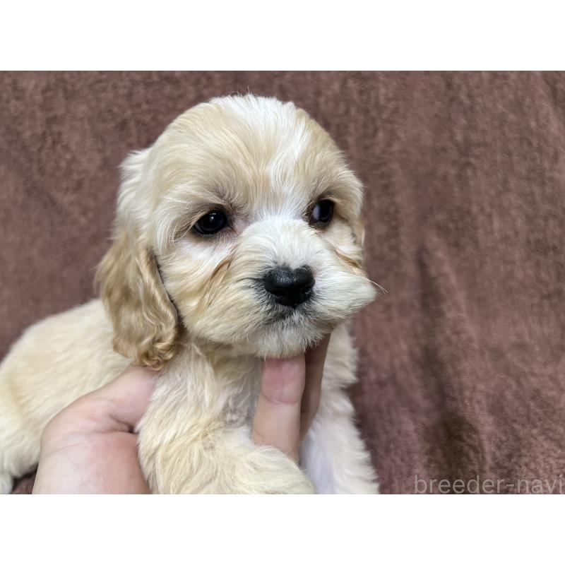 販売中の茨城県のコッカプー:アメリカンコッカースパニエル×トイプードル-445947の6枚目