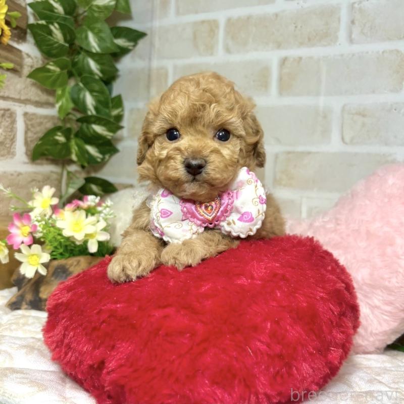 販売中の愛知県のトイプードル-444186