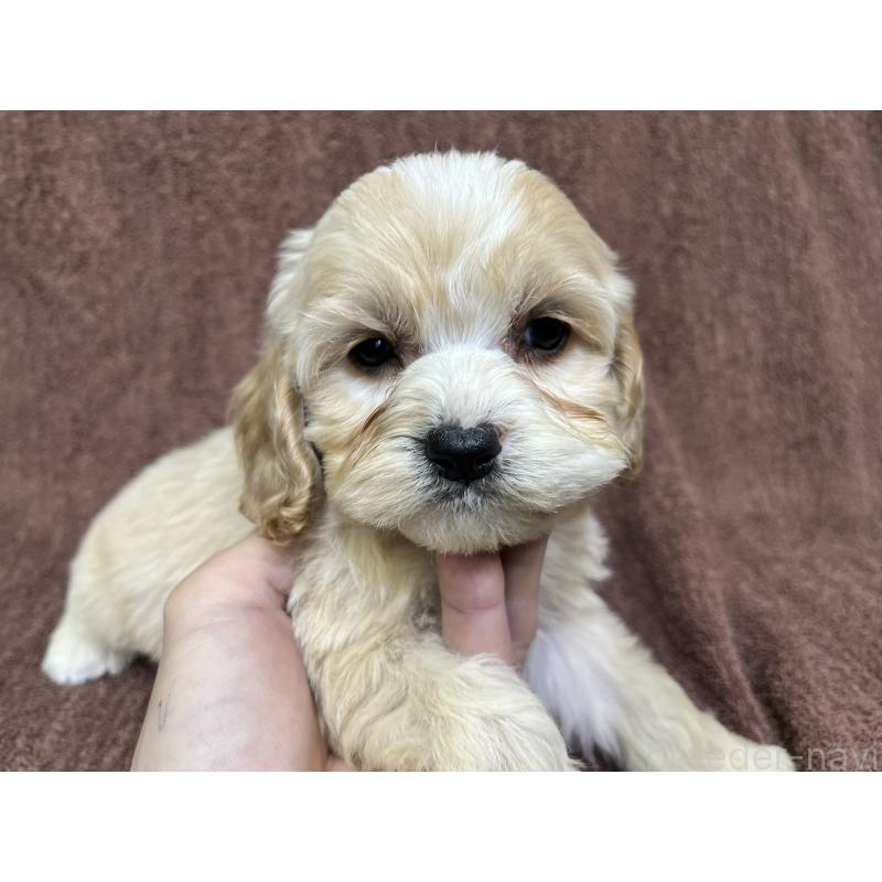 販売中の茨城県のコッカプー:アメリカンコッカースパニエル×トイプードル-445947の3枚目