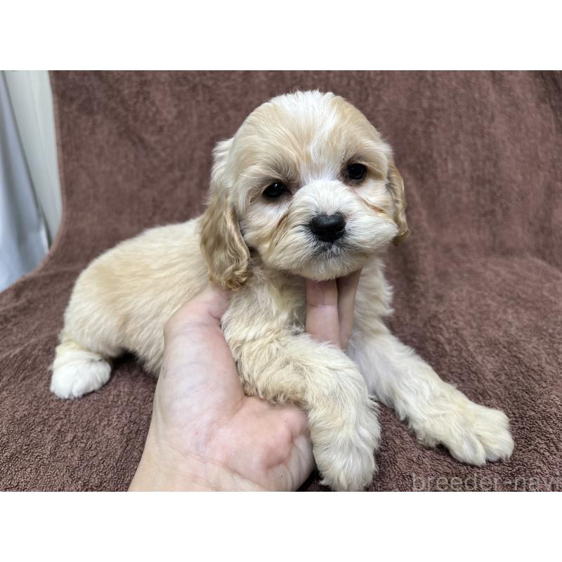 販売中の茨城県のコッカプー:アメリカンコッカースパニエル×トイプードル-445947の2枚目