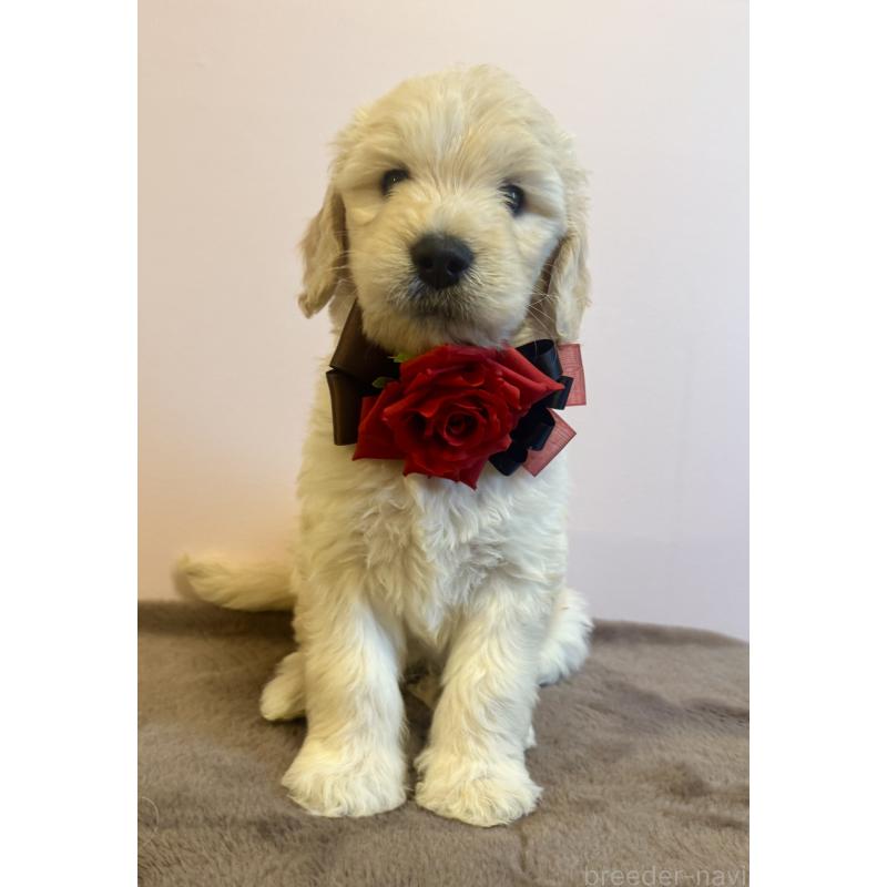 販売中の岐阜県のゴールデンドゥードル:ゴールデンレトリーバー×プードル-440868