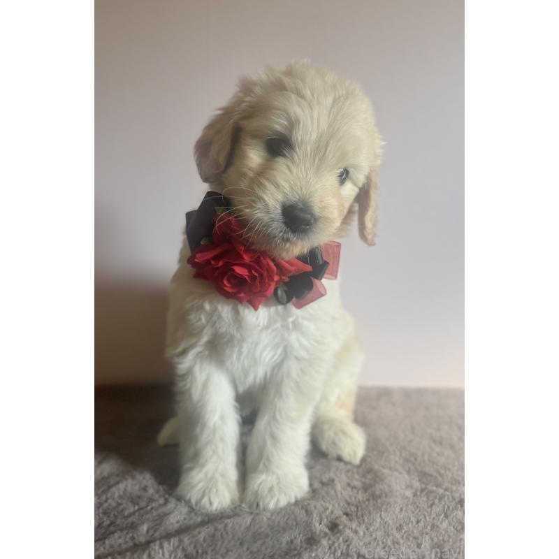 販売中の岐阜県のゴールデンドゥードル:ゴールデンレトリーバー×プードル-440869