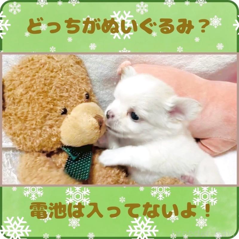 販売中の大阪府のチワワ(ロングコート)-445948の15枚目